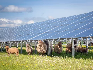 Schafe unter Solarmodulen auf der Freifläche