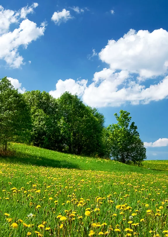 Field with trees