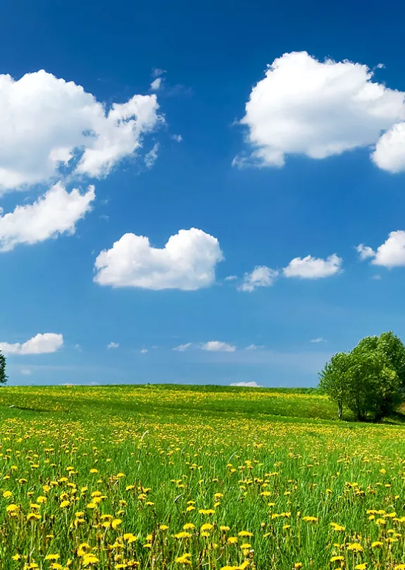 Image of a field with trees